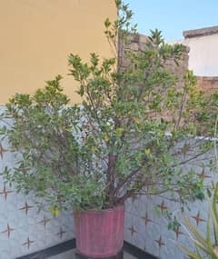 plants