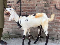 2 dant goat qurbani 2025