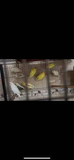 All birds set sale  12 piece total
