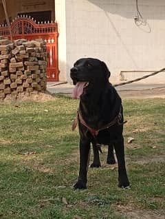 LABRADOR DOG IMPORT