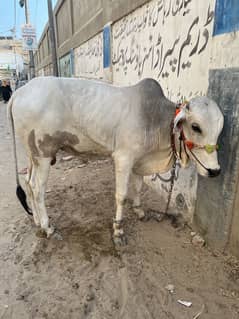 Bachra 2 daant