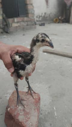 pure pokay black eyes chiks 100%pure