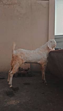 Albino Rajanpuri
