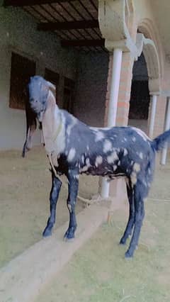 Donda Bakra wazan 60/65