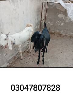 1saal sy upper doonda khasi  03047807828