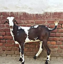desi