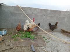 golden Misri 5 females for sale per piece 1300