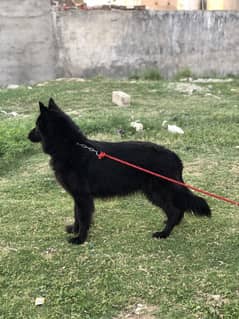 black German Shepherd long coat female