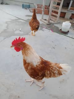Healthy and Active Lohmann Breed