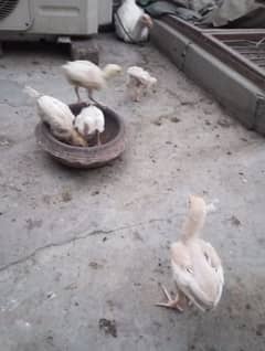 1 month Herra aseel chicks. white nook nali