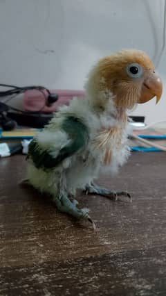 lovebirds chicks