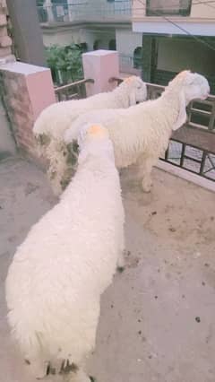 3 HIGH STANDARD SHEEPS FOR SALE