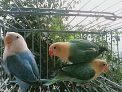 Excellent Quality Lovebird Opaline PATHY & Pairs