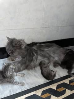 Grey Persian punch face Cat with 3 kittens
