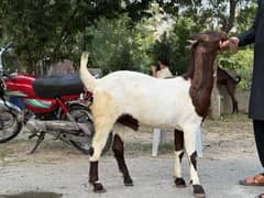 chatra/sheep/bakra/kajla