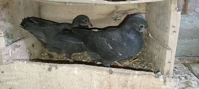 highflyer grentyeed black kobra forsale