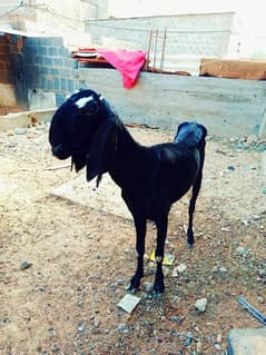 lail puri goat bakri