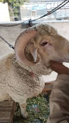 long tale sheep for qurbani 202t