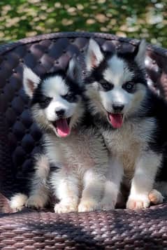 Siberian Husky Females Puppies