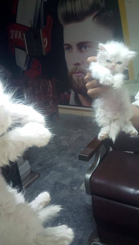 Cute kittens for sale 2