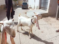 Gulabi Jori For Sale
