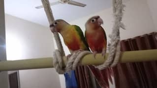 pineapple conour confirm pair for sale red factors fully hand tame