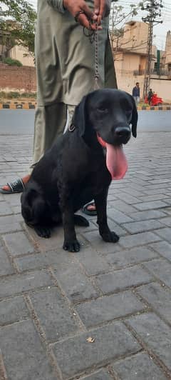 Labrador Female Dog