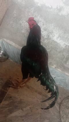 mawli