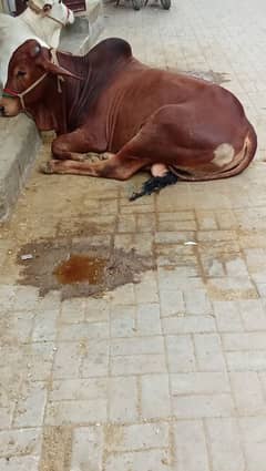 2 daat qurbani bachra
