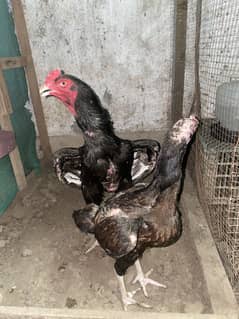 Mushka Aseel Pair