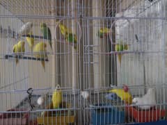 Budgies For Sale