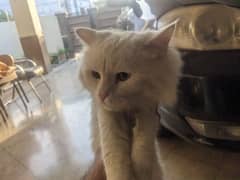 Persian double coat