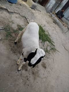 pure nasli sheep
