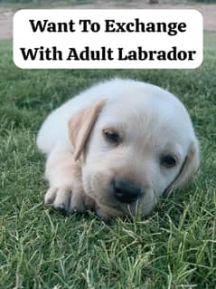 Labrador Puppy