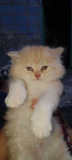 cat baby
