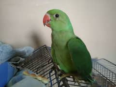 Green ringneck Male Baby 4 to 5 Month old ( 1 leg problem)