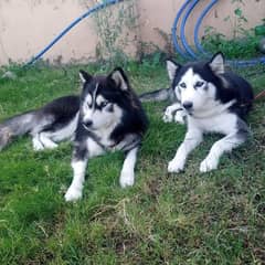 Siberian Husky Male Female for Sale