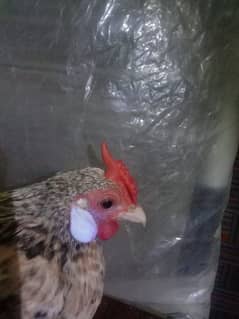 Rosecomb Coco,red golden partridge,silky Japanese chicks
