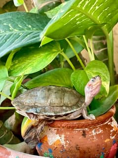 Turtles