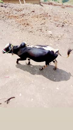 Desi Bull for sale Choga Ha 4 Dant Wala