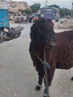 for sell qurbani 2025