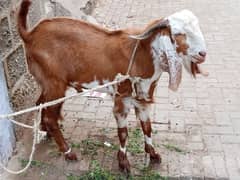 Qurbani