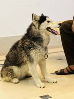 Siberian Husky