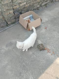 Persian cat