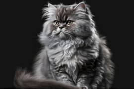 persian male cat punch face
