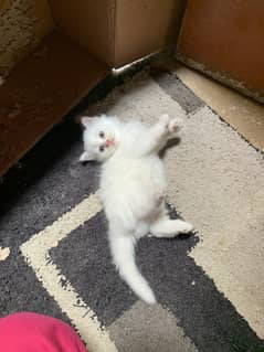 Persian Kittens