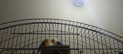 love bird parrot