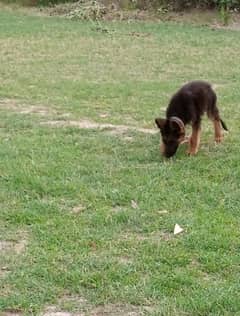 double coat GSD puppy for sale