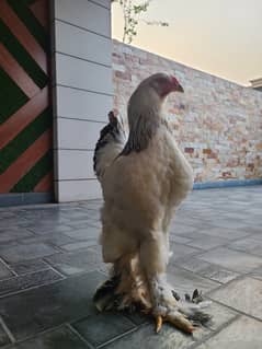 Brahma