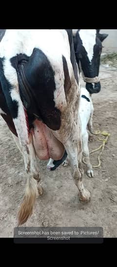 pure Amarican / Australian / fresion cow / bull wacha / Calf /گائے